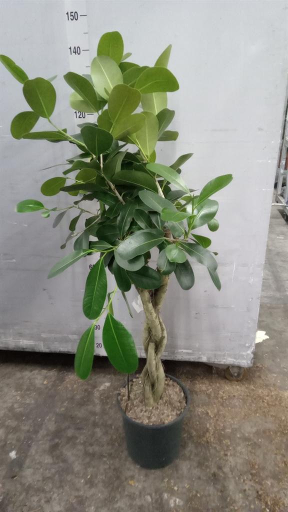 Горшечные цветы и растения оптом Ficus Microcarpa smile от 1шт из Голландии с доставкой по России