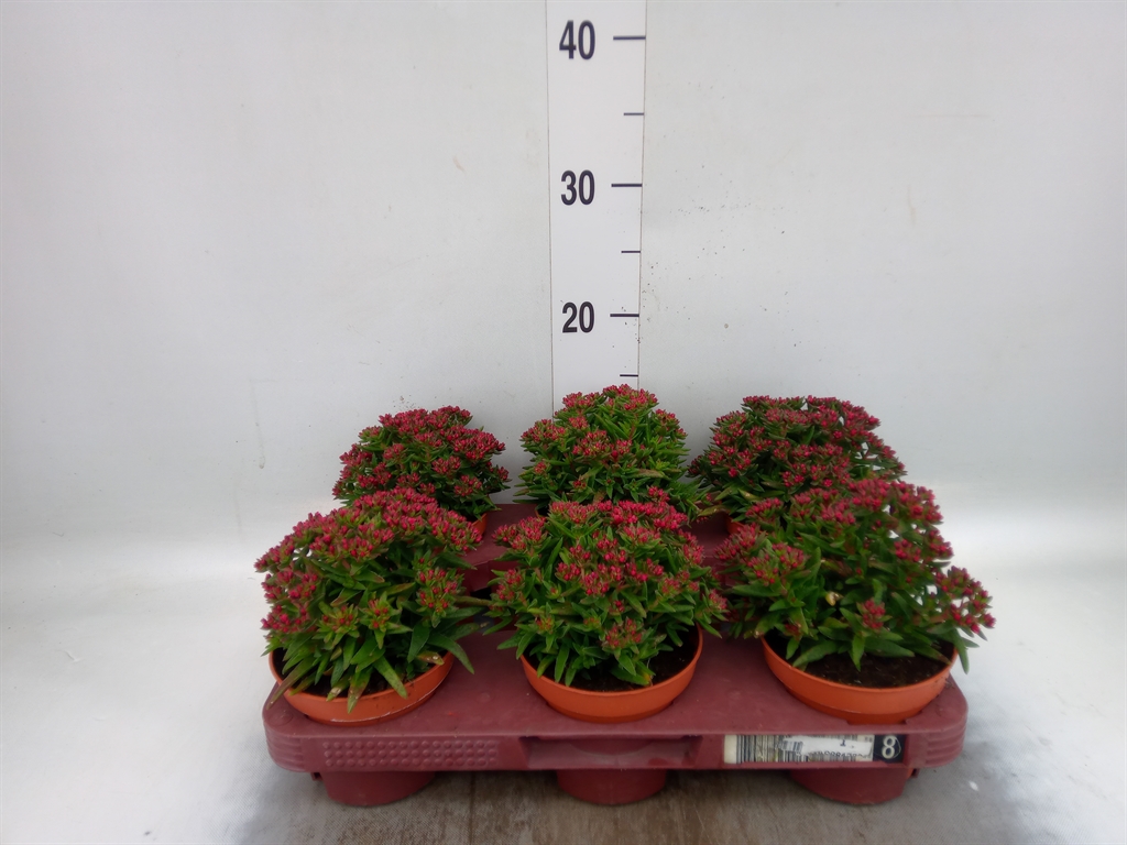 Горшечные цветы и растения оптом Crassula Schmidtii от 6шт из Голландии с доставкой по России