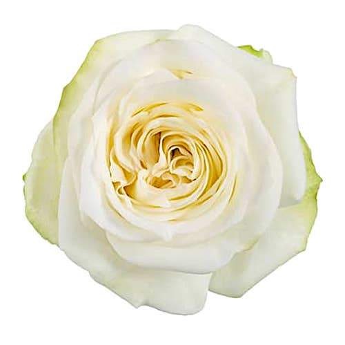 Розы оптом CANDLELIGHT из Эквадора с доставкой по России