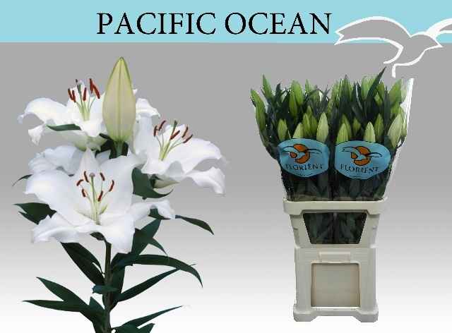 Срезанные цветы оптом Lilium or pacific ocean от 40шт из Голландии с доставкой по России