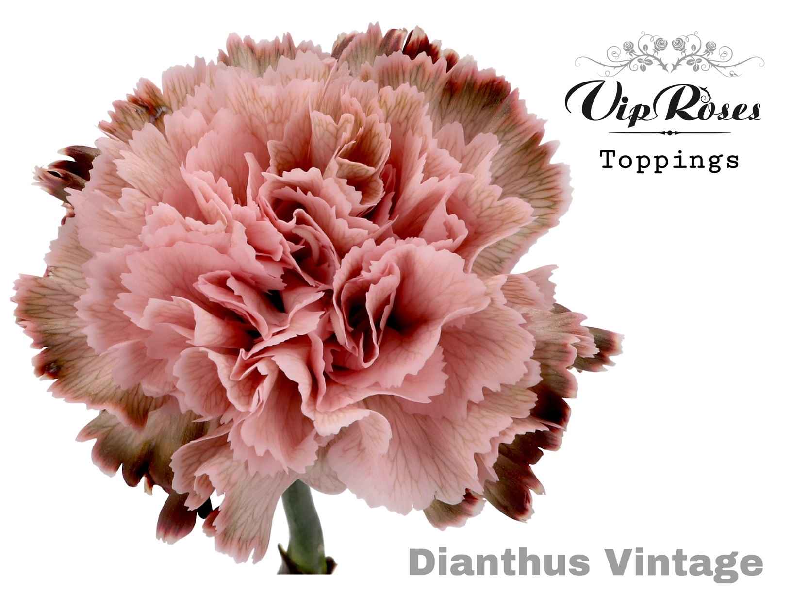 Срезанные цветы оптом Dianthus st paint vintage от 40шт из Голландии с доставкой по России