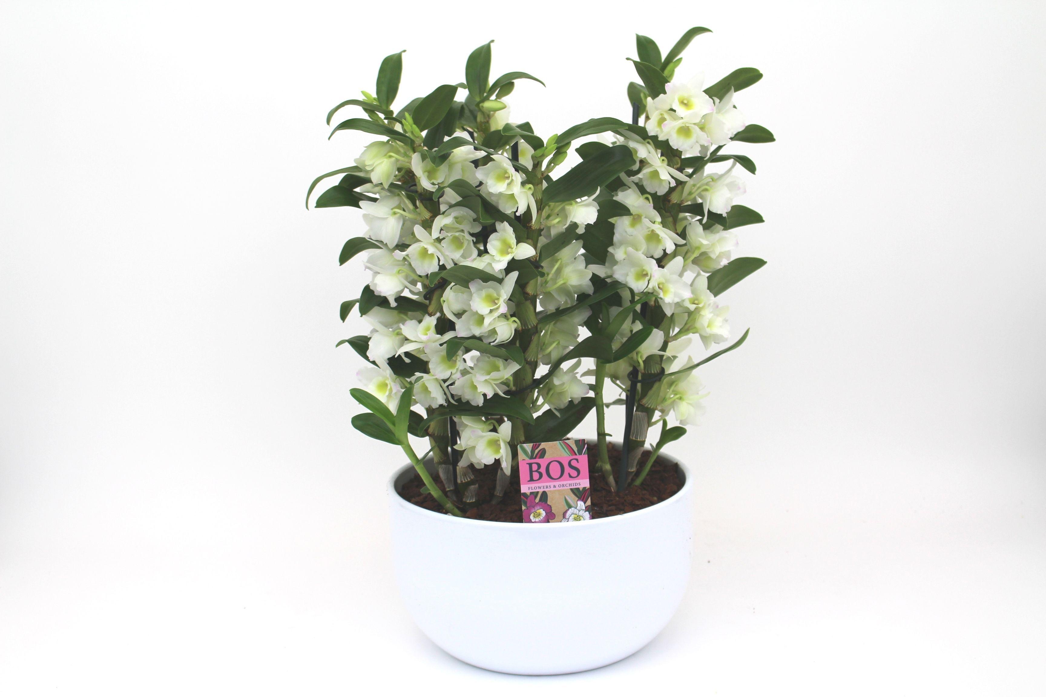 Горшечные цветы и растения оптом Dendr Nob 6st Special Apollon Ceramic от 2шт из Голландии с доставкой по России