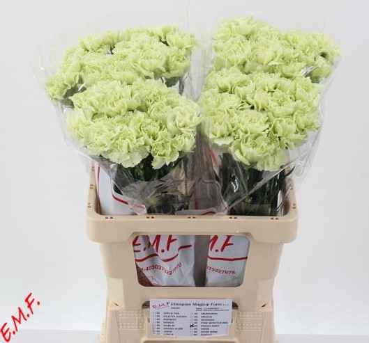Срезанные цветы оптом Dianthus st prado mint от 80шт из Голландии с доставкой по России