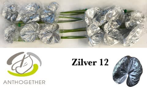 Срезанные цветы оптом Anthurium paint от 12шт из Голландии с доставкой по России