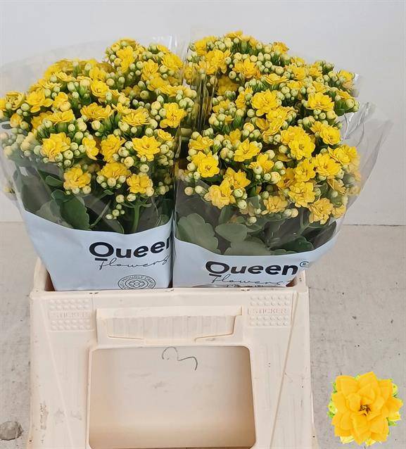 Срезанные цветы оптом Kalanchoe blazing yellow meadow от 20шт из Голландии с доставкой по России