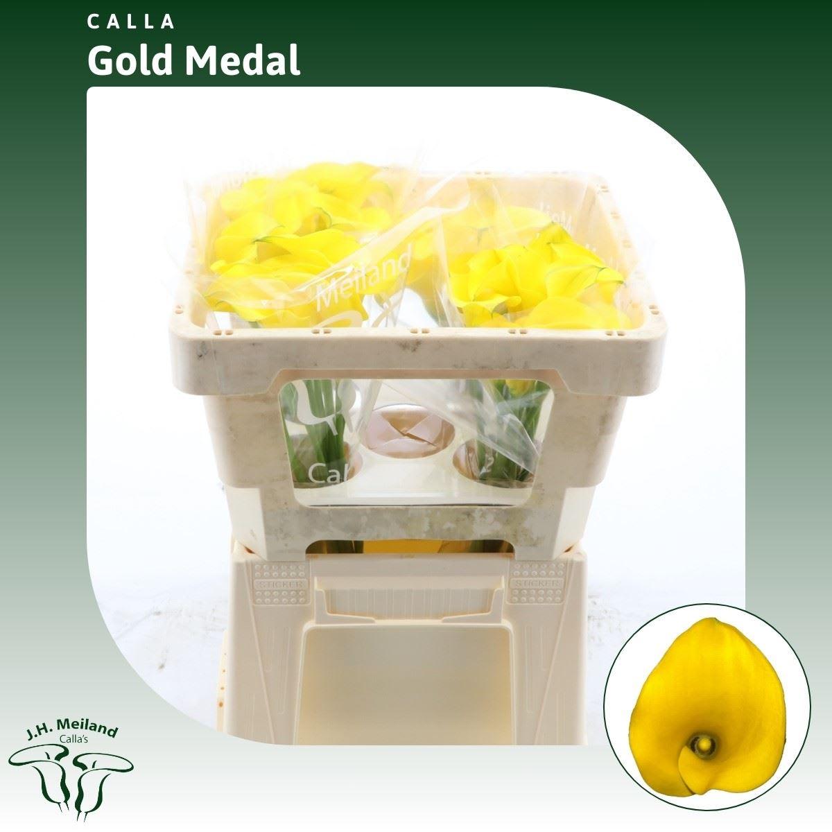 Срезанные цветы оптом Zantedeschia gold medal от 40шт из Голландии с доставкой по России