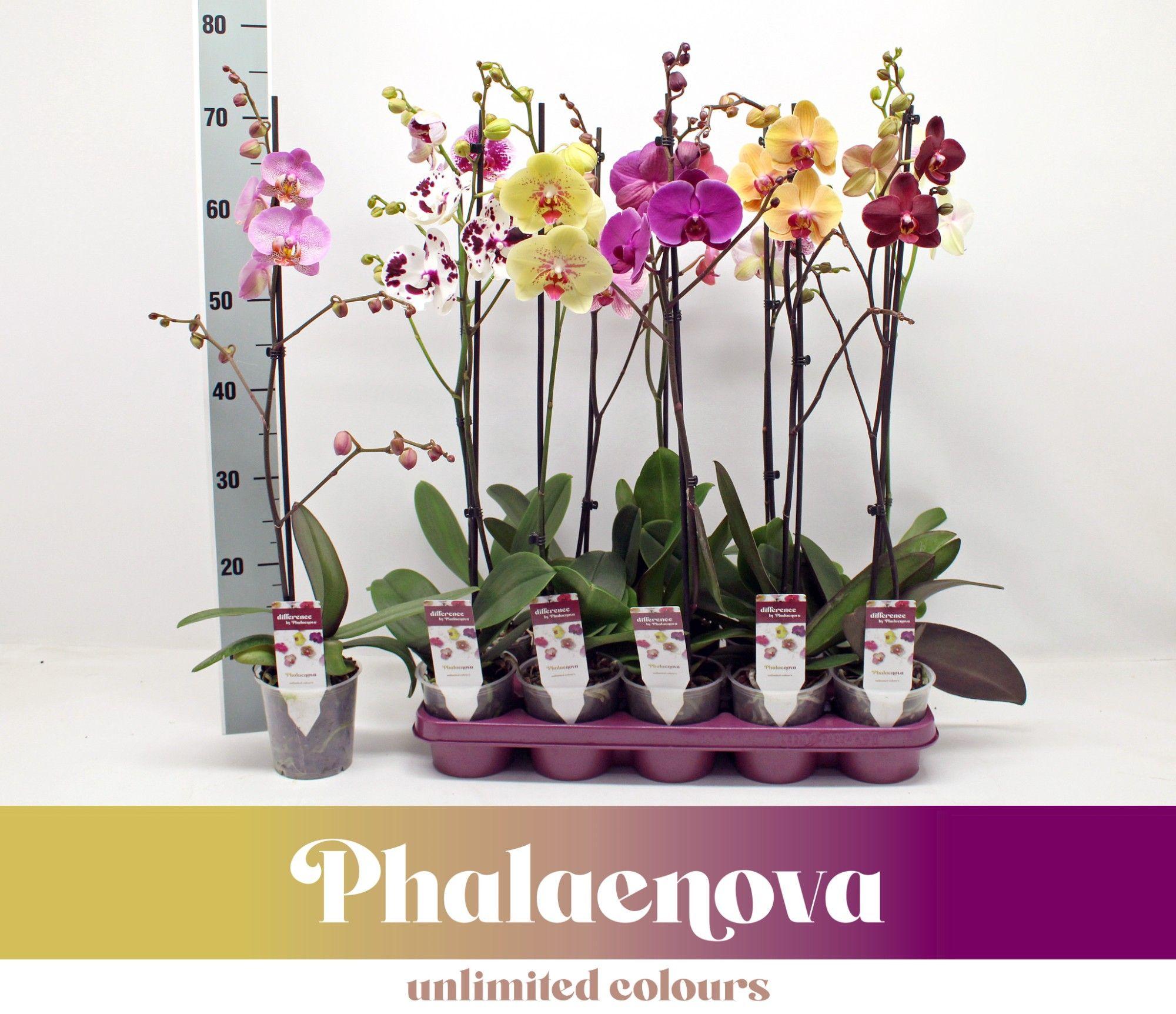Горшечные цветы и растения оптом Phal 1st Mix Branched 12+ (phalaenova) от 10шт из Голландии с доставкой по России