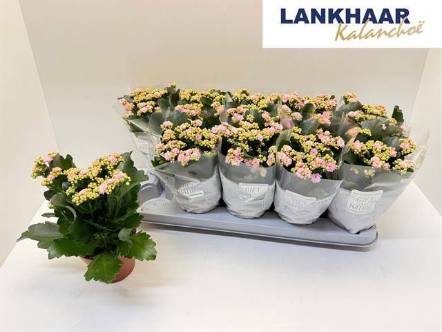 Горшечные цветы и растения оптом Kal Ge Perfecta Pink от 10шт из Голландии с доставкой по России