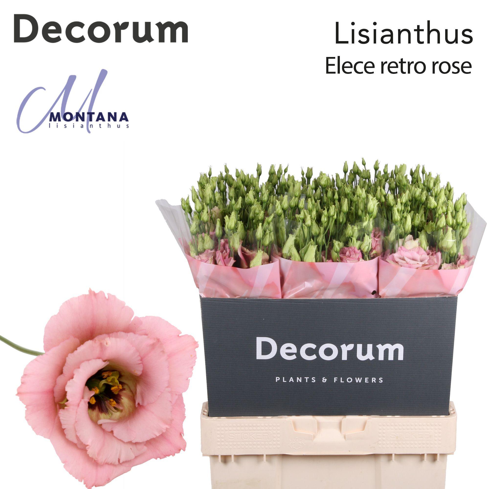 Срезанные цветы оптом Lisianthus do elece retro pink от 60шт из Голландии с доставкой по России