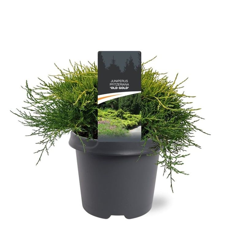 Горшечные цветы и растения оптом Juniperus Pfit Old Gold от 1шт из Голландии с доставкой по России