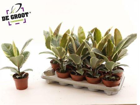 Горшечные цветы и растения оптом Ficus El Tineke от 10шт из Голландии с доставкой по России