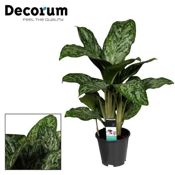 Горшечные цветы и растения оптом Aglaonema Greenlight (decorum) от 6шт из Голландии с доставкой по России