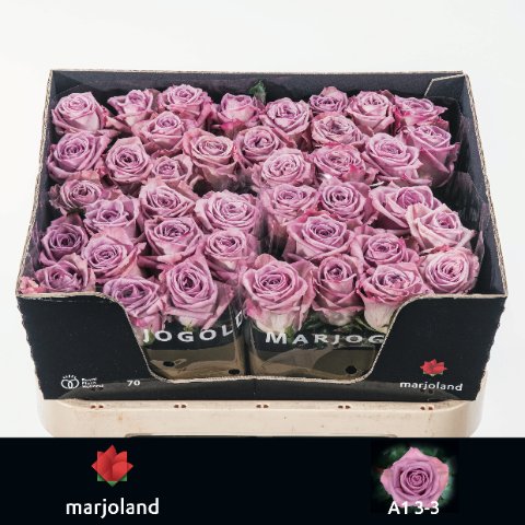 Срезанные цветы оптом Rosa large nayeli! от 50шт из Голландии с доставкой по России