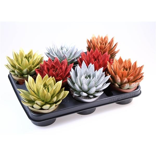 Горшечные цветы и растения оптом Echeveria Miranda Glitter Mix от 8шт из Голландии с доставкой по России