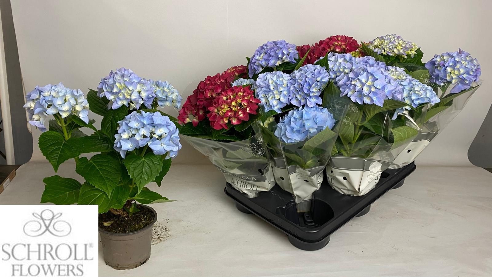 Горшечные цветы и растения оптом Hydr M Gem от 8шт из Голландии с доставкой по России