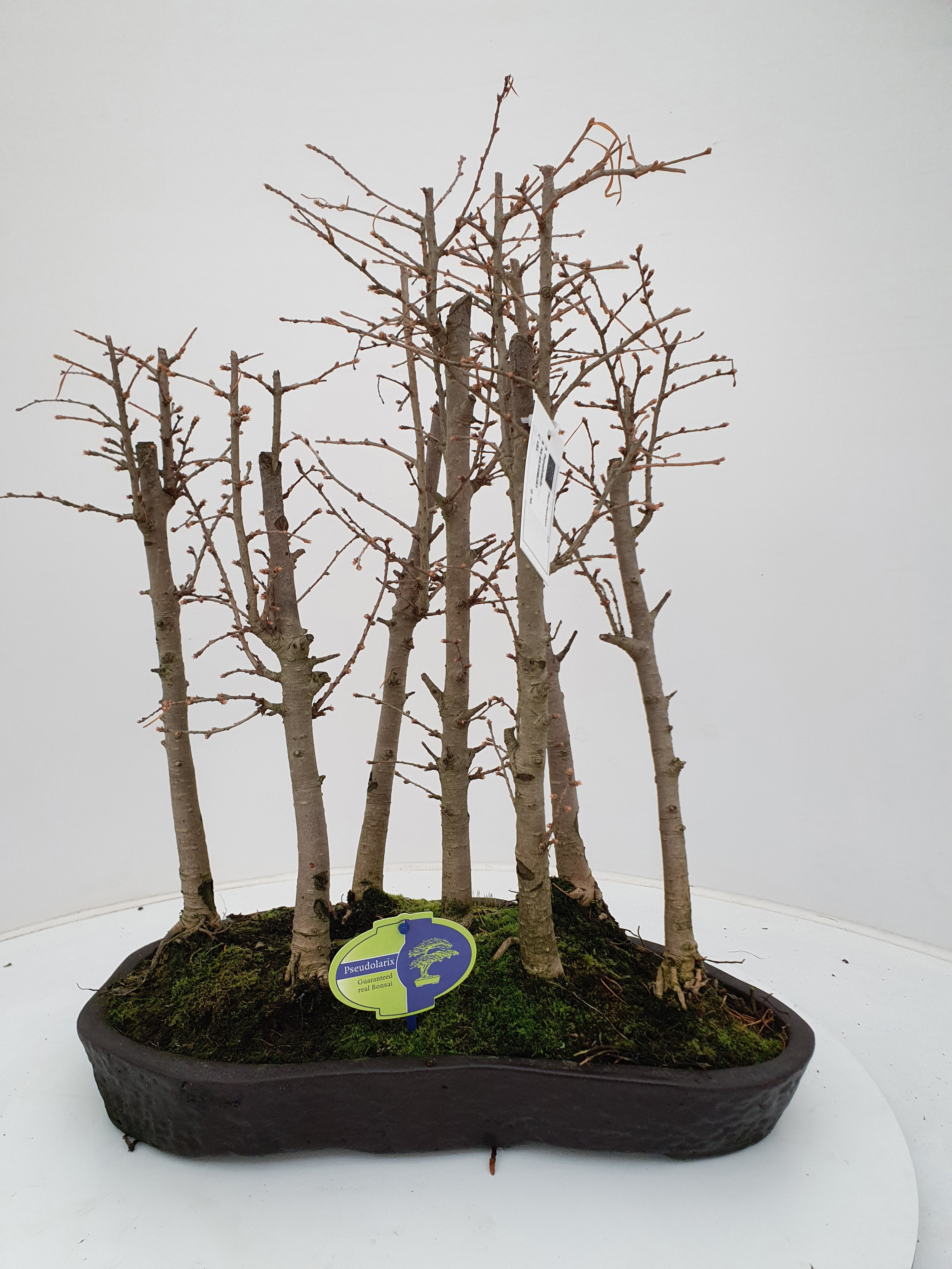 Горшечные цветы и растения оптом Pseudolarix Group, 7 Stem от 1шт из Голландии с доставкой по России