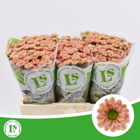 Срезанные цветы оптом Chrys sa rossi smokey от 75шт из Голландии с доставкой по России