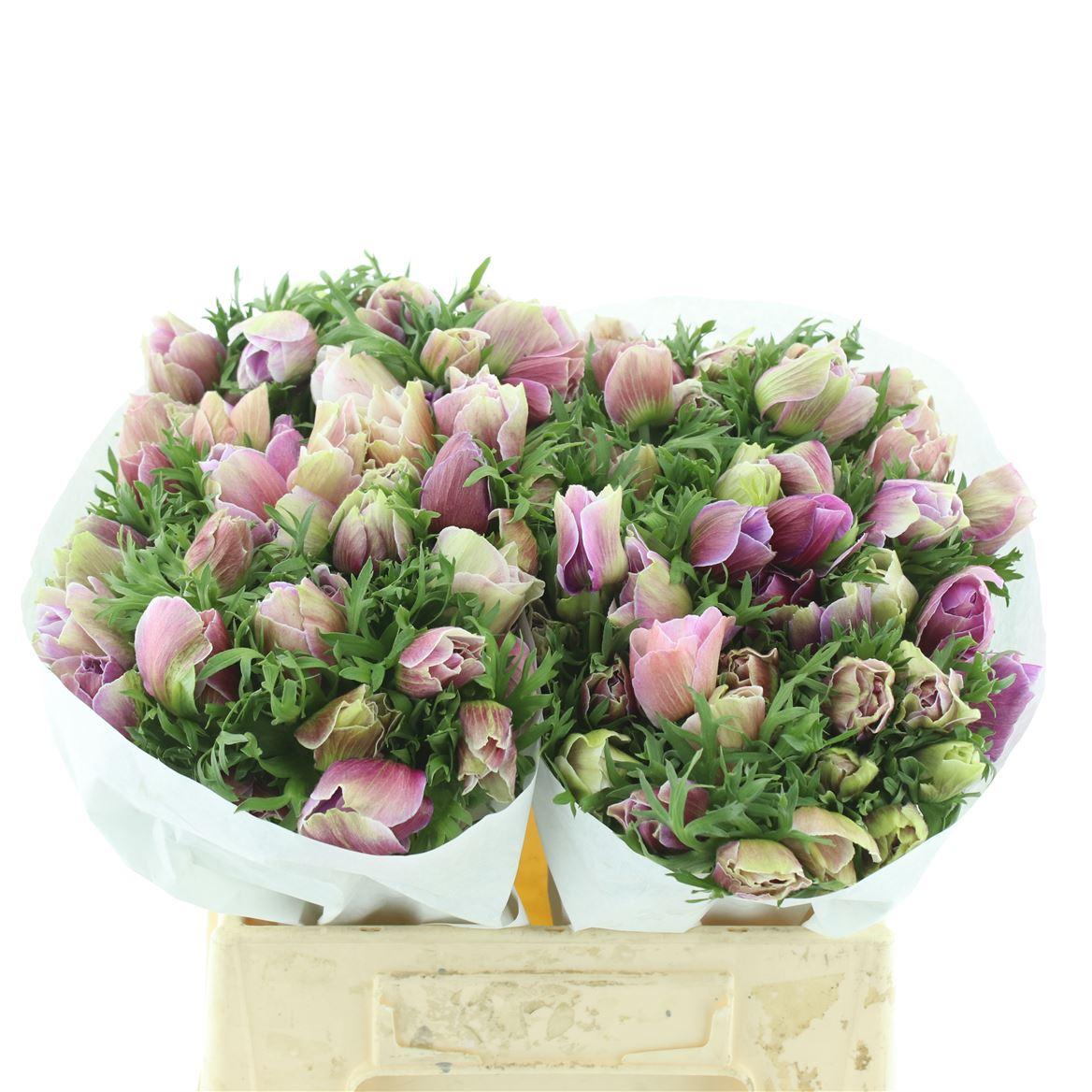 Срезанные цветы оптом Anemone mistral plus rarity от 100шт из Голландии с доставкой по России