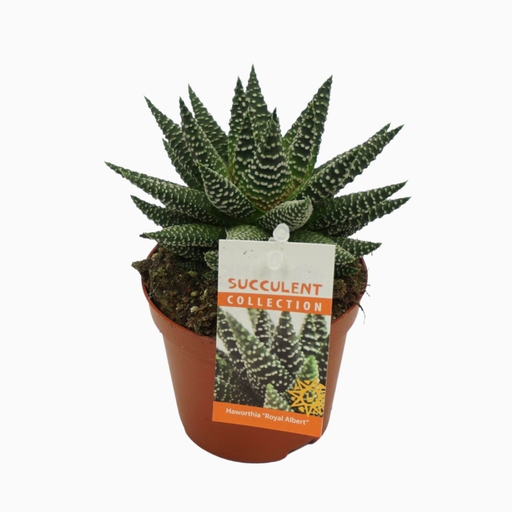 Горшечные цветы и растения оптом Haworthia   ... от 12шт (для телеги) из Голландии с доставкой по России