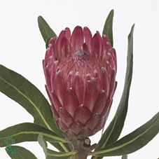 Срезанные цветы оптом Protea lancelot от 10шт из Голландии с доставкой по России