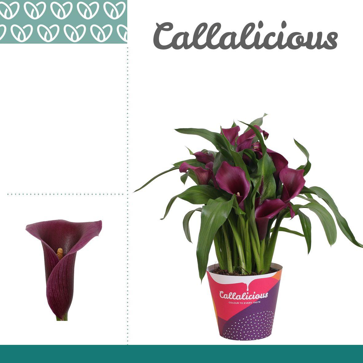 Горшечные цветы и растения оптом Zantedeschia Purple Paco In Potcover от 7шт из Голландии с доставкой по России