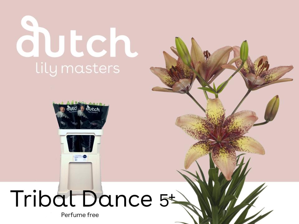 Срезанные цветы оптом Lilium as tribal dance от 60шт из Голландии с доставкой по России