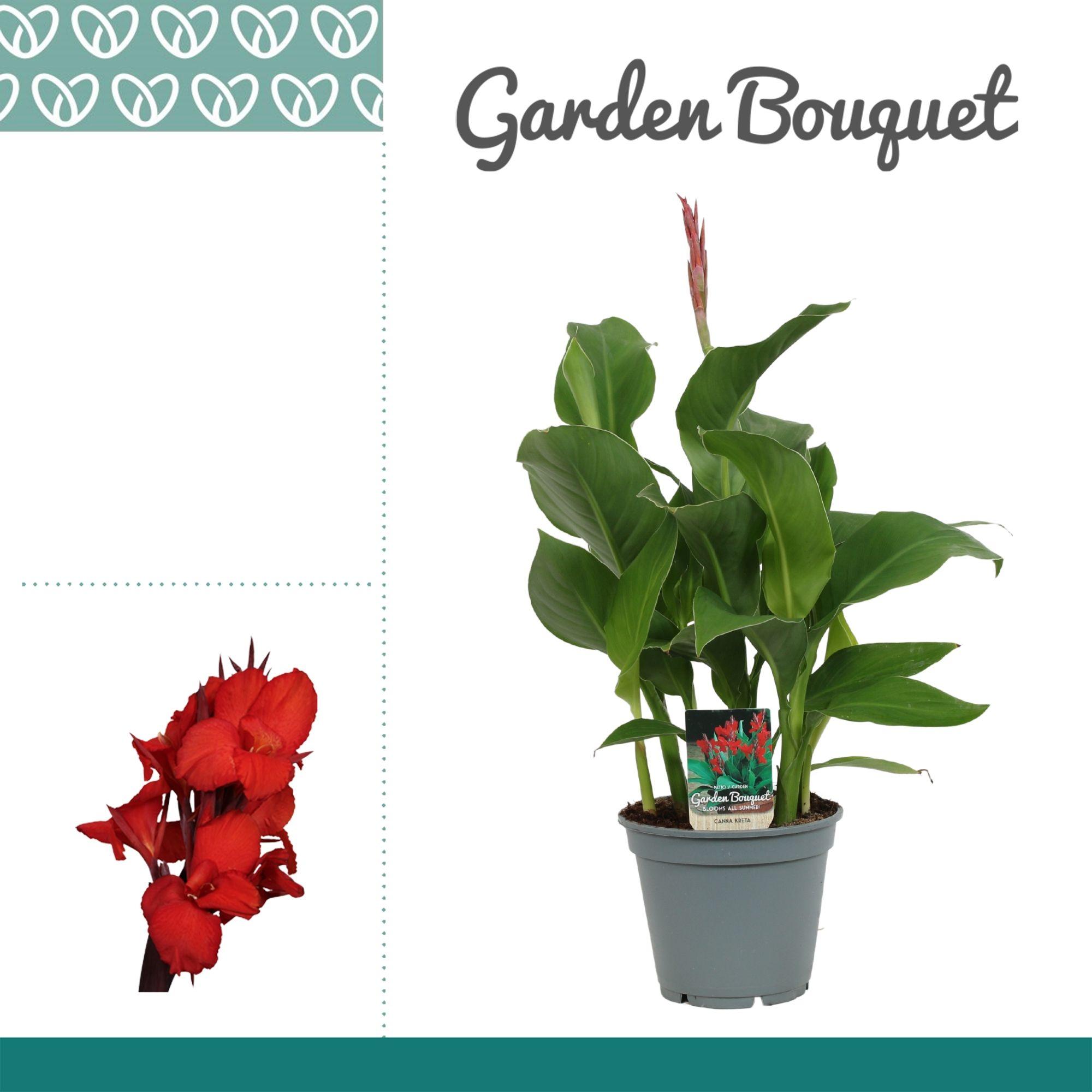 Горшечные цветы и растения оптом Canna Kreta от 6шт из Голландии с доставкой по России