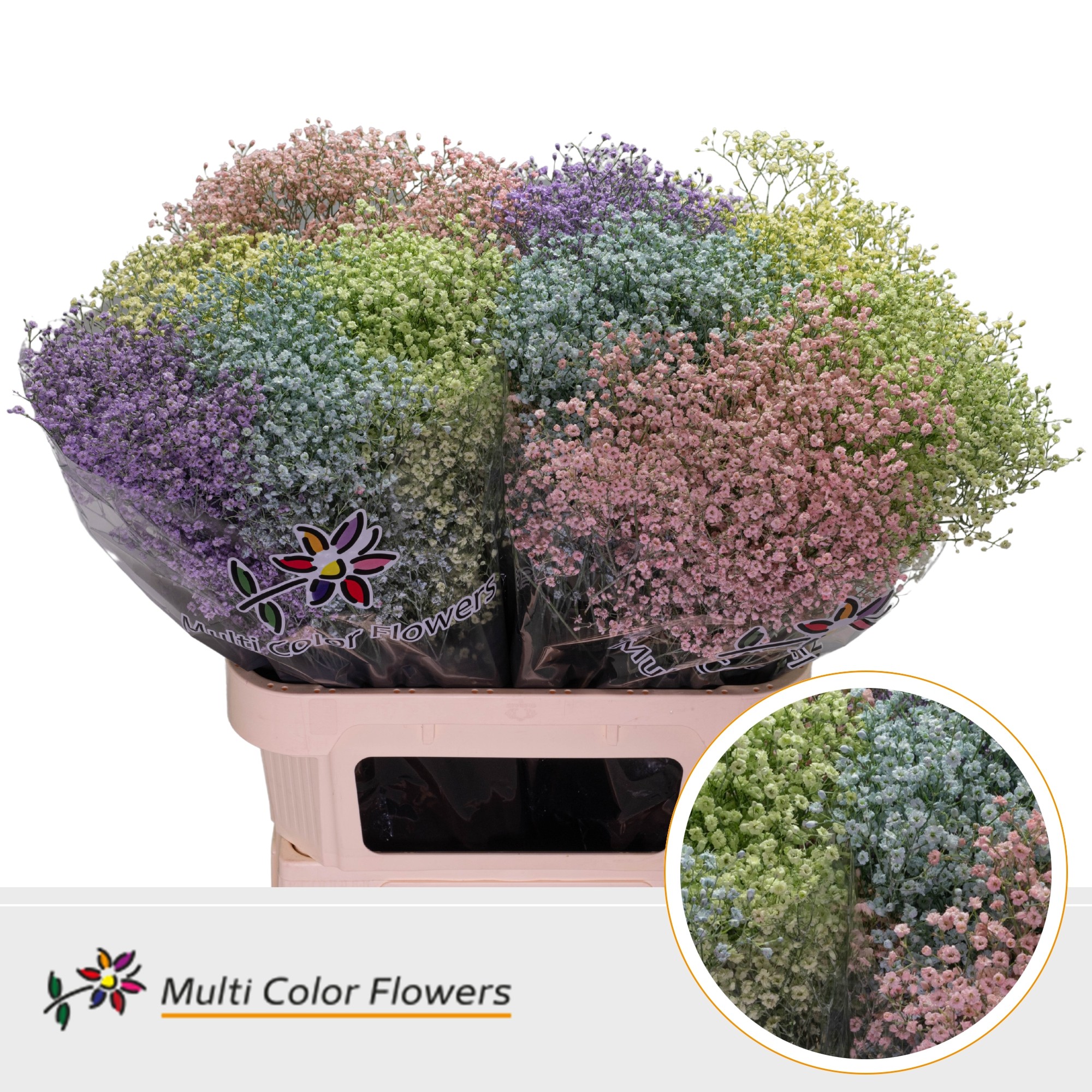 Срезанные цветы оптом Gyps fine paint mix pastel от 50шт. из Голландии с доставкой по России