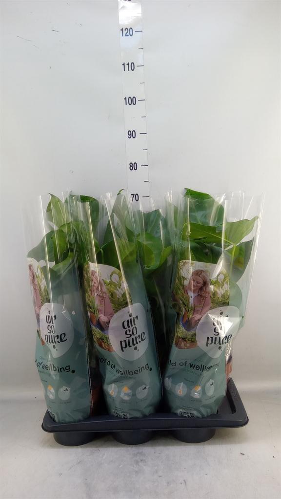 Горшечные цветы и растения оптом Monstera Delic. от 6шт из Голландии с доставкой по России