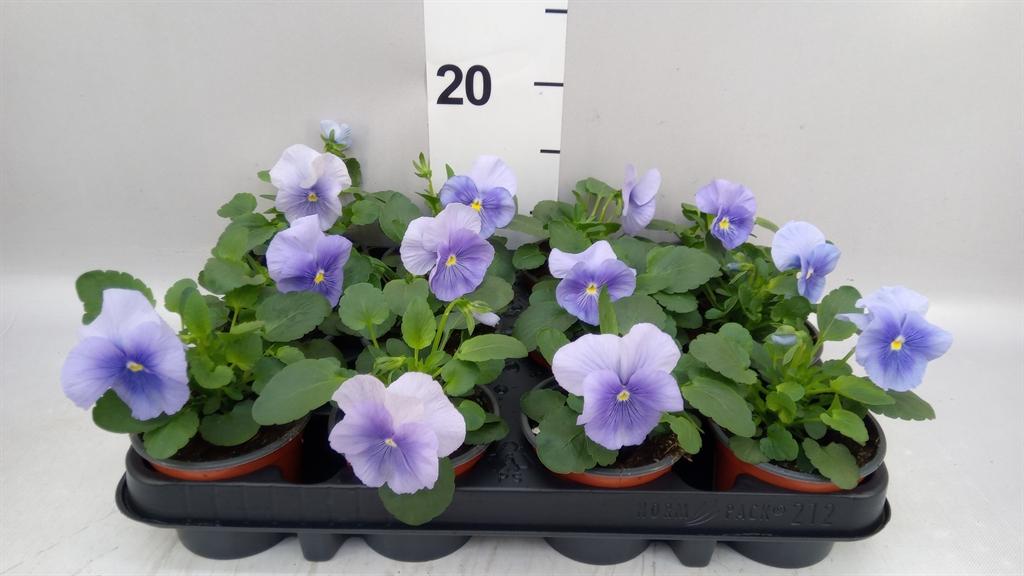 Горшечные цветы и растения оптом Viola Wr. flair Light Blue от 12шт (для телеги) из Голландии с доставкой по России