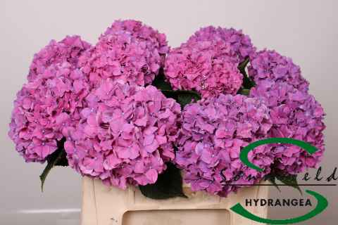 Срезанные цветы оптом Hydrangea glowing alps purple от 10шт из Голландии с доставкой по России