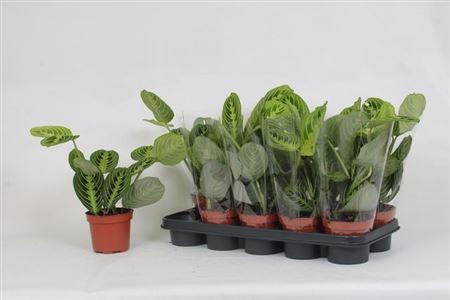Горшечные цветы и растения оптом Maranta Lemon от 10шт из Голландии с доставкой по России