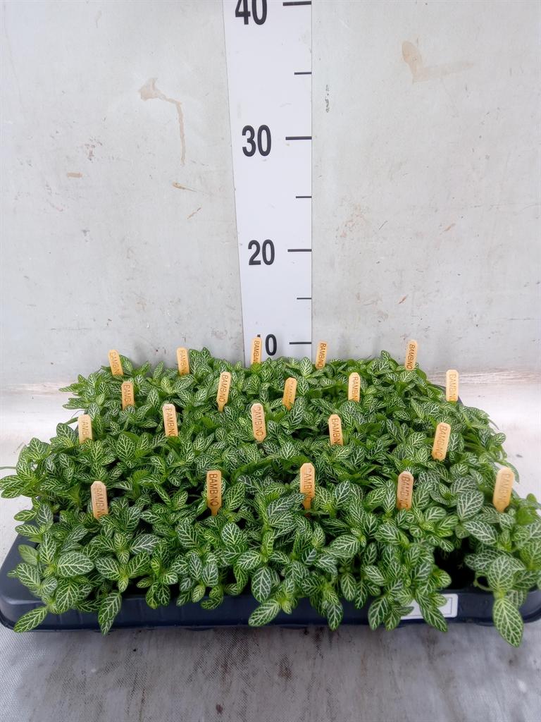 Горшечные цветы и растения оптом Fittonia Verschaf. от 20шт (для телеги) из Голландии с доставкой по России