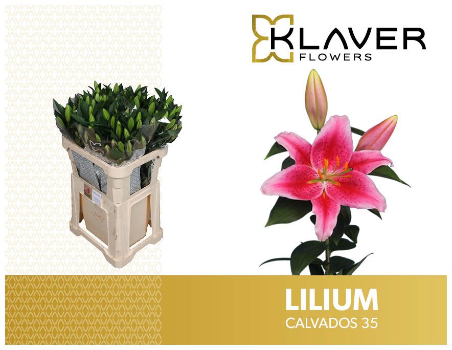 Срезанные цветы оптом Lilium or calvados от 30шт из Голландии с доставкой по России