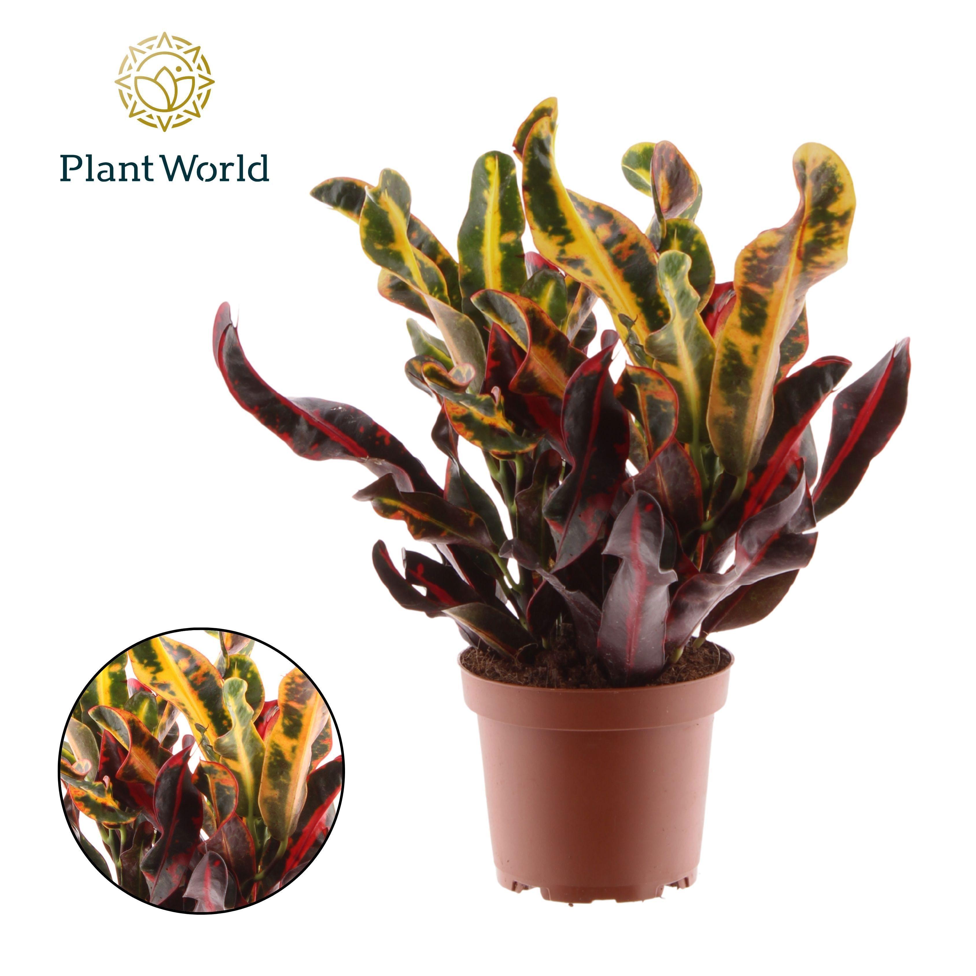 Горшечные цветы и растения оптом Croton Mammi 3pp Heead от 10шт из Голландии с доставкой по России