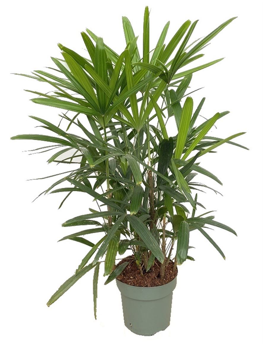 Горшечные цветы и растения оптом Rhapis Excelsa от 1шт из Голландии с доставкой по России