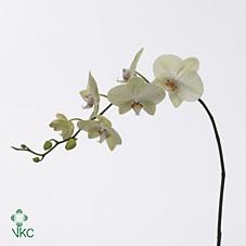 Срезанные цветы оптом Phalaenopsis rising sun (per flower) от 25шт из Голландии с доставкой по России