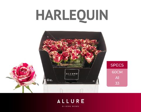 Срезанные цветы оптом Rosa large harlequin Allure от 50шт из Голландии с доставкой по России