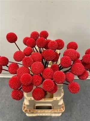 Срезанные цветы оптом Craspedia paint red от 50шт из Голландии с доставкой по России