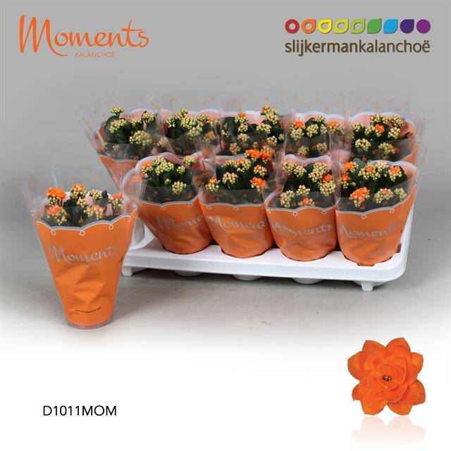 Горшечные цветы и растения оптом Kalanchoe Double Orange от 10шт из Голландии с доставкой по России