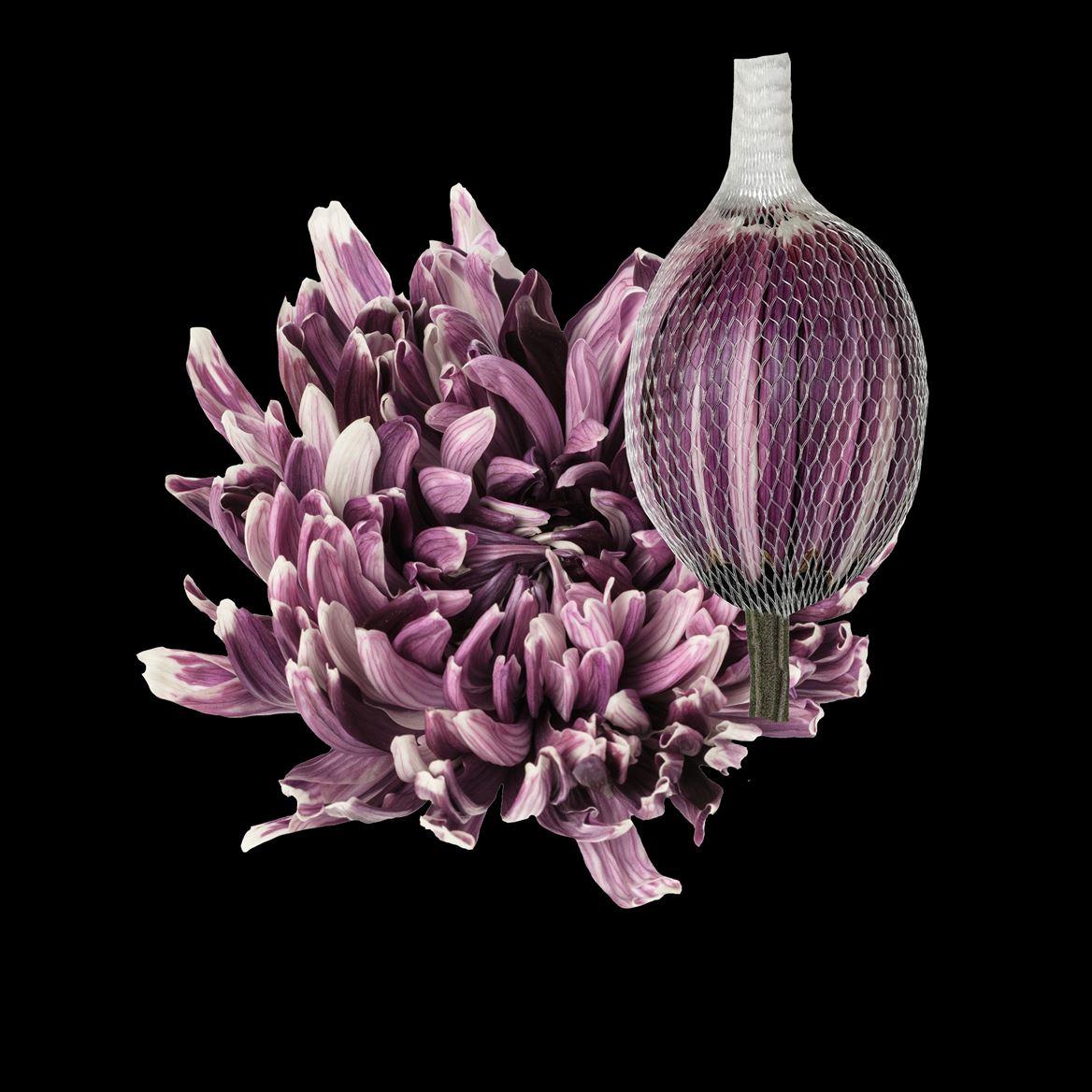 Срезанные цветы оптом Chrys bl paint antonov cassis от 40шт из Голландии с доставкой по России