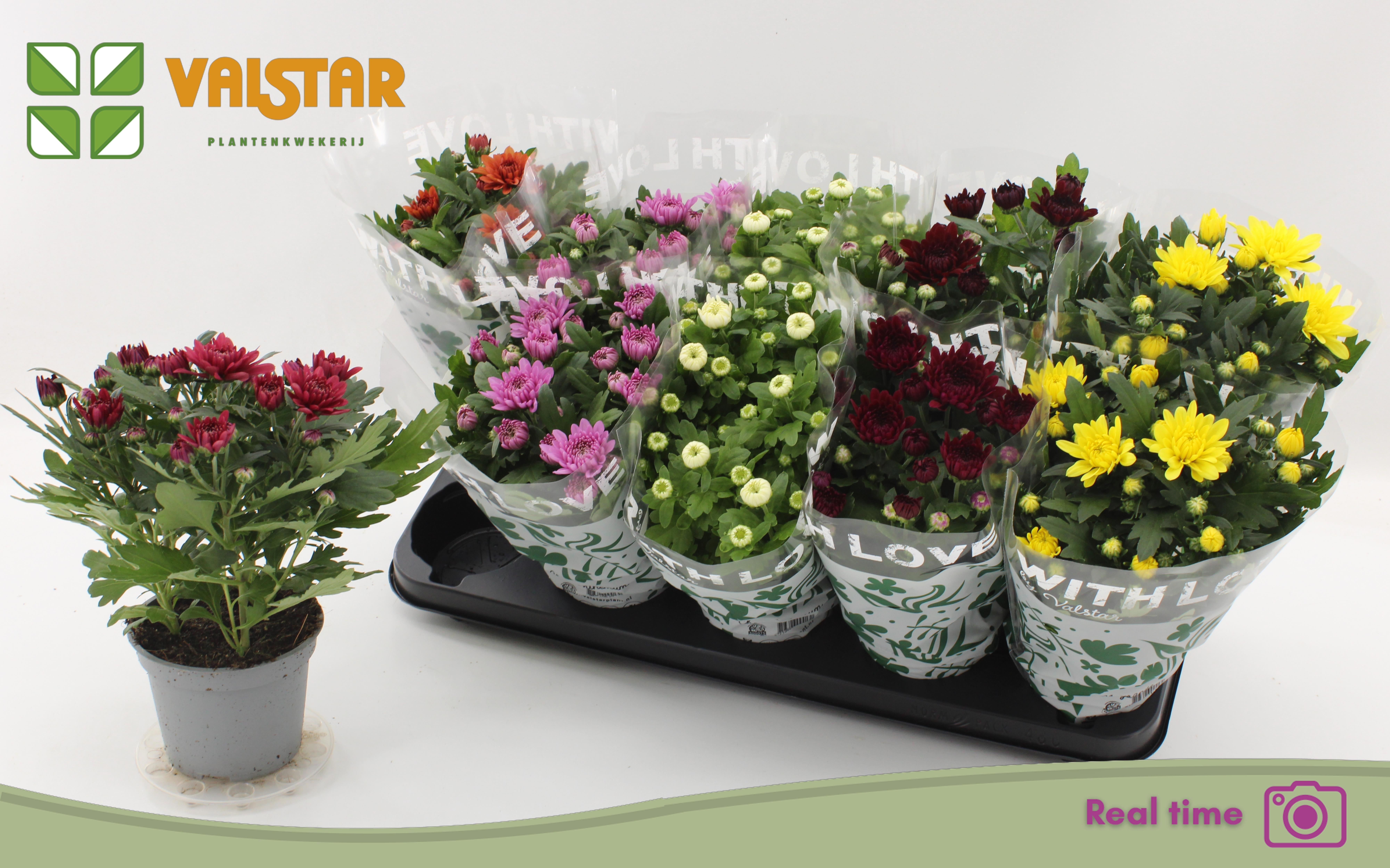 Горшечные цветы и растения оптом Chrys Gem 7 Kl от 10шт из Голландии с доставкой по России