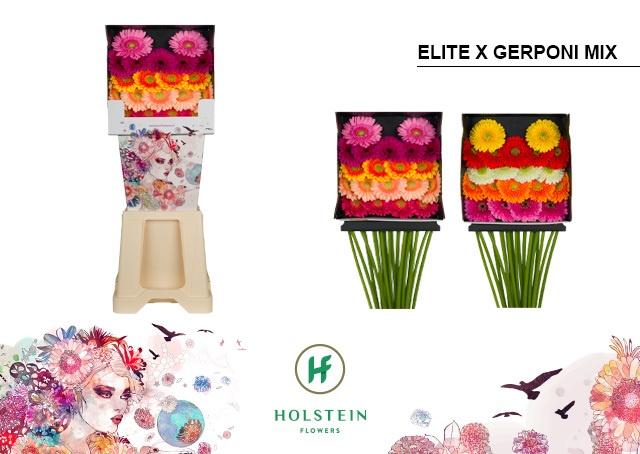 Срезанные цветы оптом Germini diamond mix elite-gerponi от 80шт из Голландии с доставкой по России