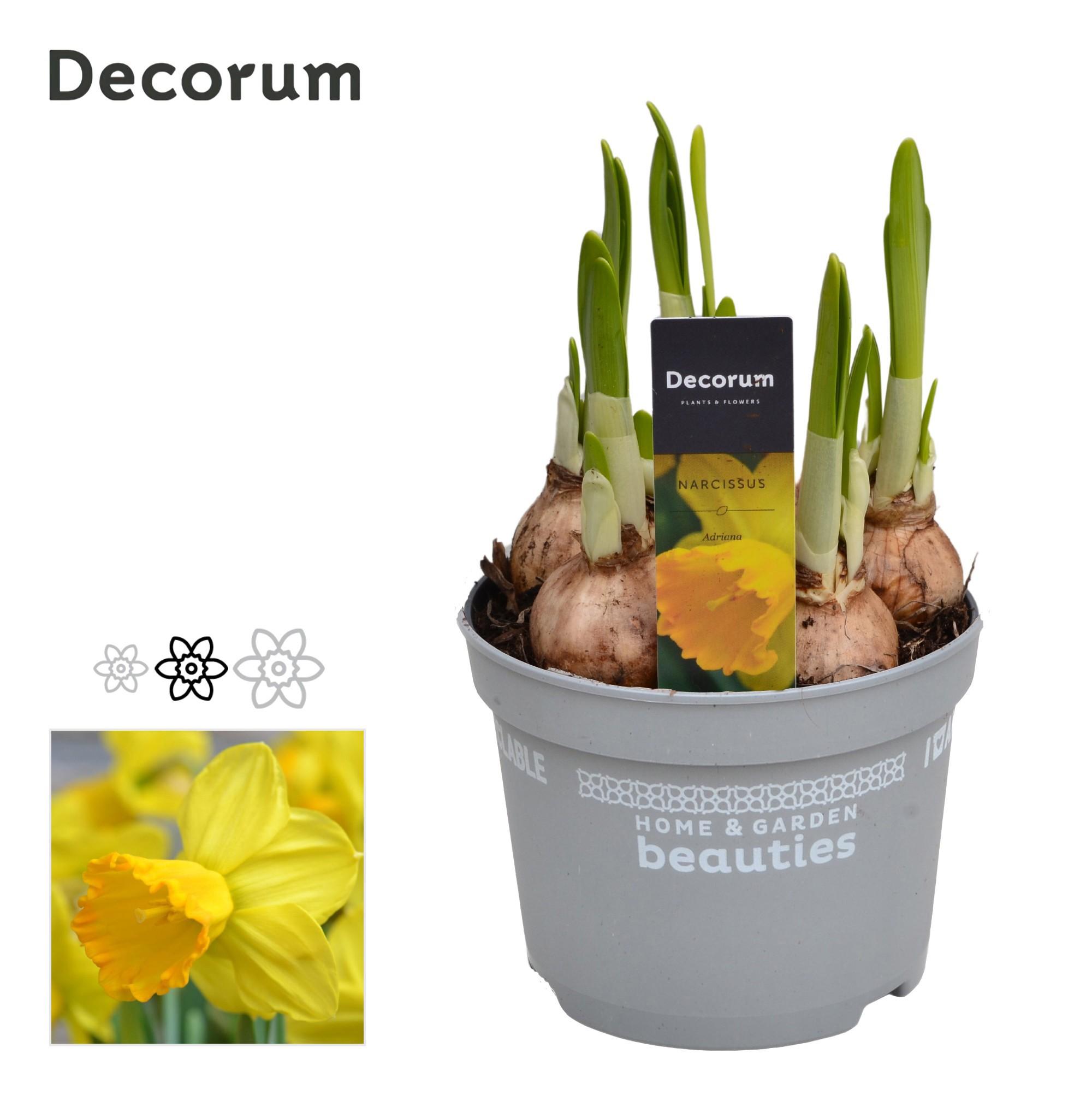 Горшечные цветы и растения оптом Narcissus Adriana (decorum) от 10шт из Голландии с доставкой по России