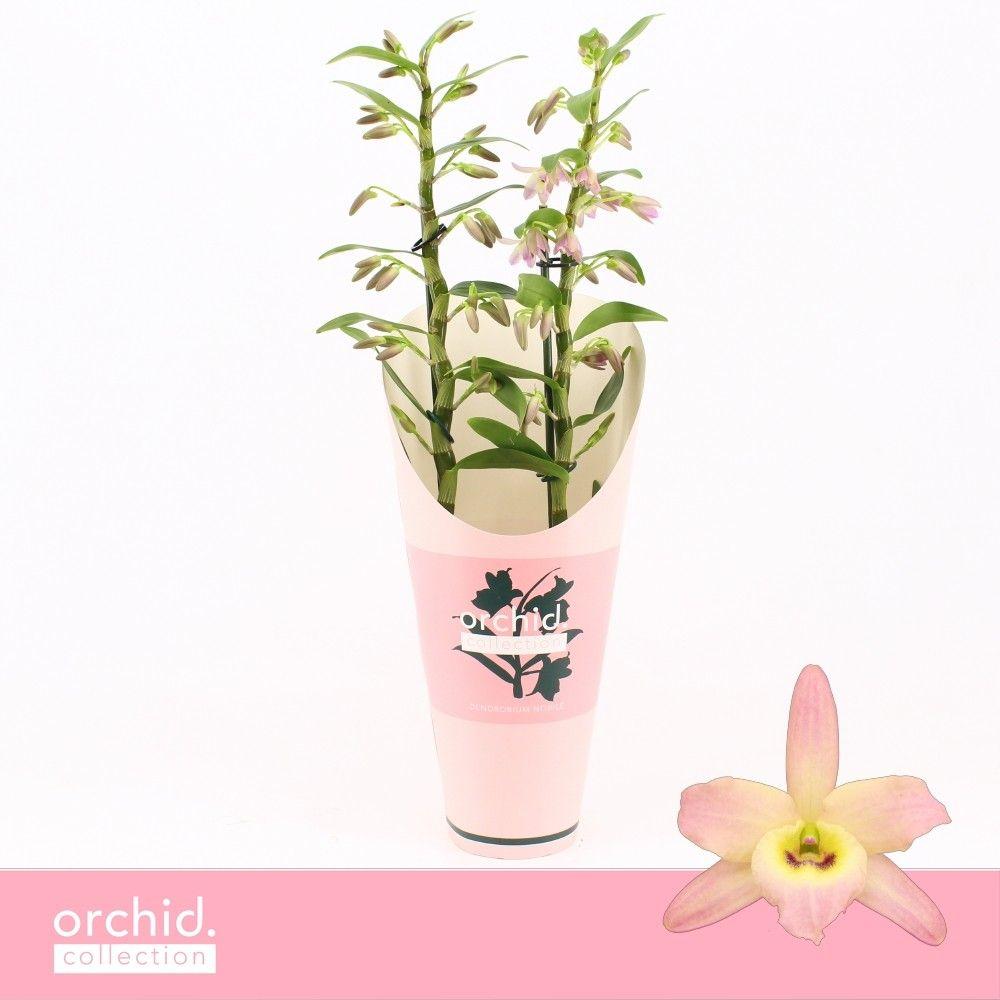 Горшечные цветы и растения оптом Dendrobium Nobilé, Fairlight 2-spikeorchid Collec от 6шт из Голландии с доставкой по России