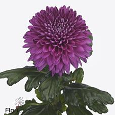 Срезанные цветы оптом Chrys bl lamira от 20шт из Голландии с доставкой по России