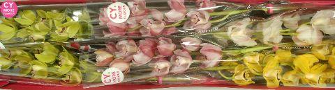 Срезанные цветы оптом Minicymbidium mix spring от 6шт из Голландии с доставкой по России