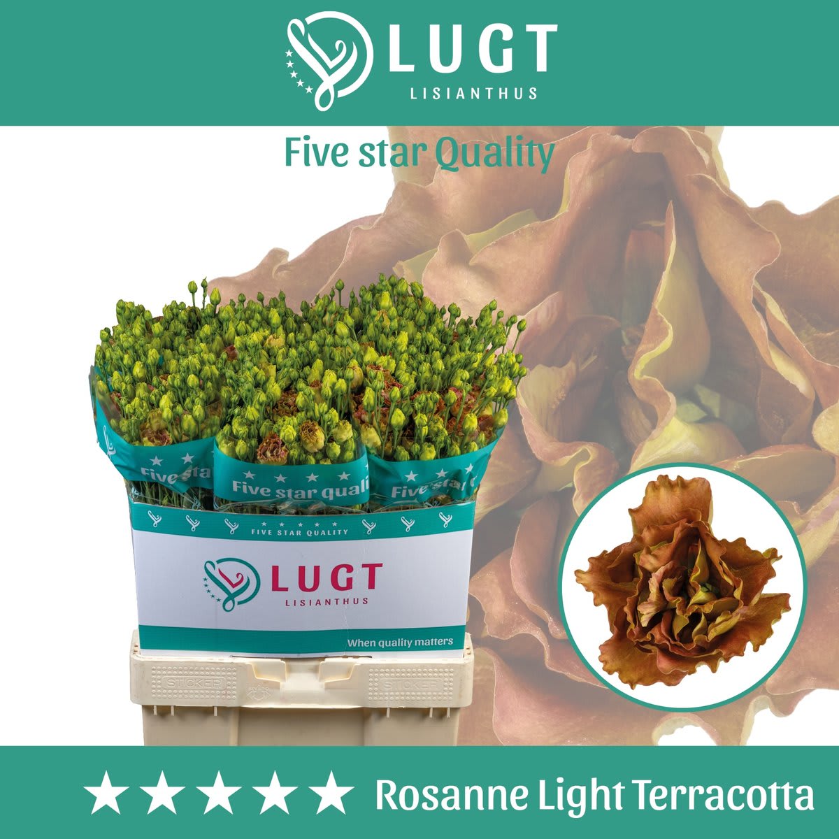Срезанные цветы оптом Lisianthus do rosanne light terracotta от 40шт.. из Голландии с доставкой по России