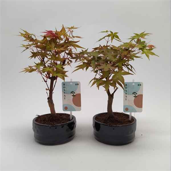 Горшечные цветы и растения оптом Bonsai Acer Palmatum от 10шт из Голландии с доставкой по России