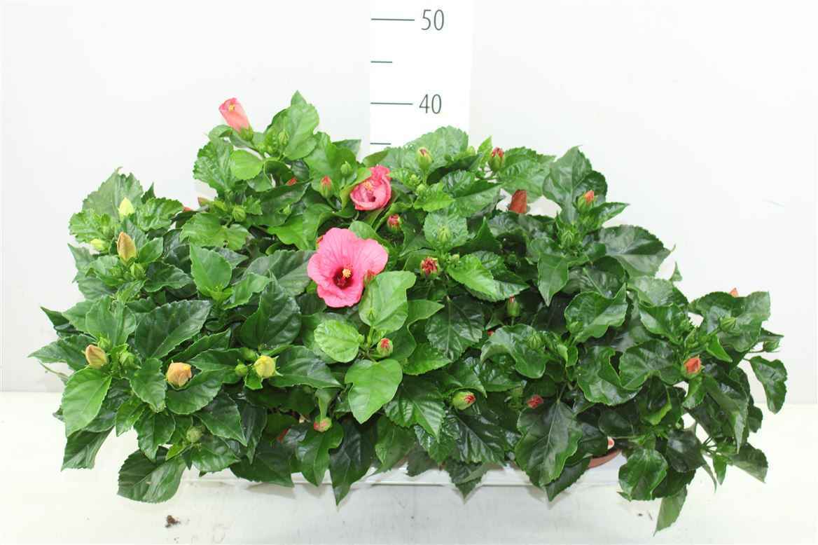 Горшечные цветы и растения оптом Hibiscus Sunny Gemengd 4+ от 8шт из Голландии с доставкой по России